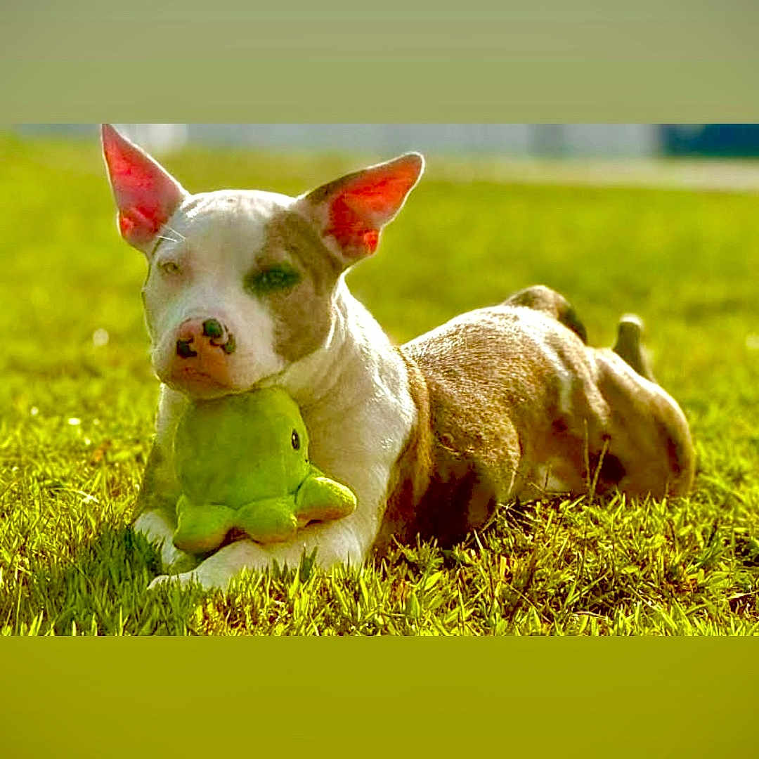 Saharah is registered to the contest to win money with this photo: dog, puppy, grass, toy, plush_toy, outdoor, sunlight, pet, animal, lying_down, green, cute, ears, snout, playful, nature, summer, relaxed, young_dog, domestic_animal