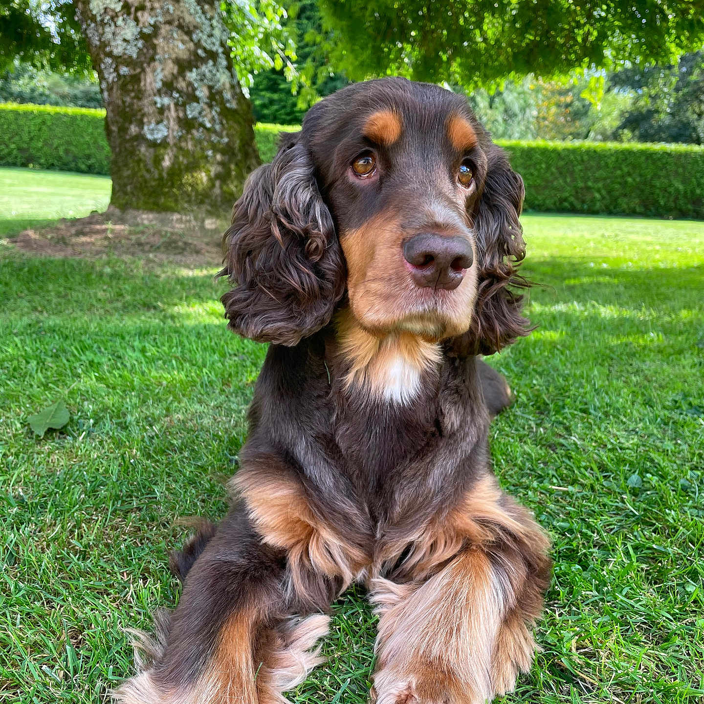 Roméo a rejoint le concours — aidez-le/la à gagner de superbes lots ! animal, brown, canine, closeup, curly_fur, dog, garden, grass, leisure, mammal, nature, outdoor, park, paw, pet, portrait, relaxing, summer, sunlight, tree