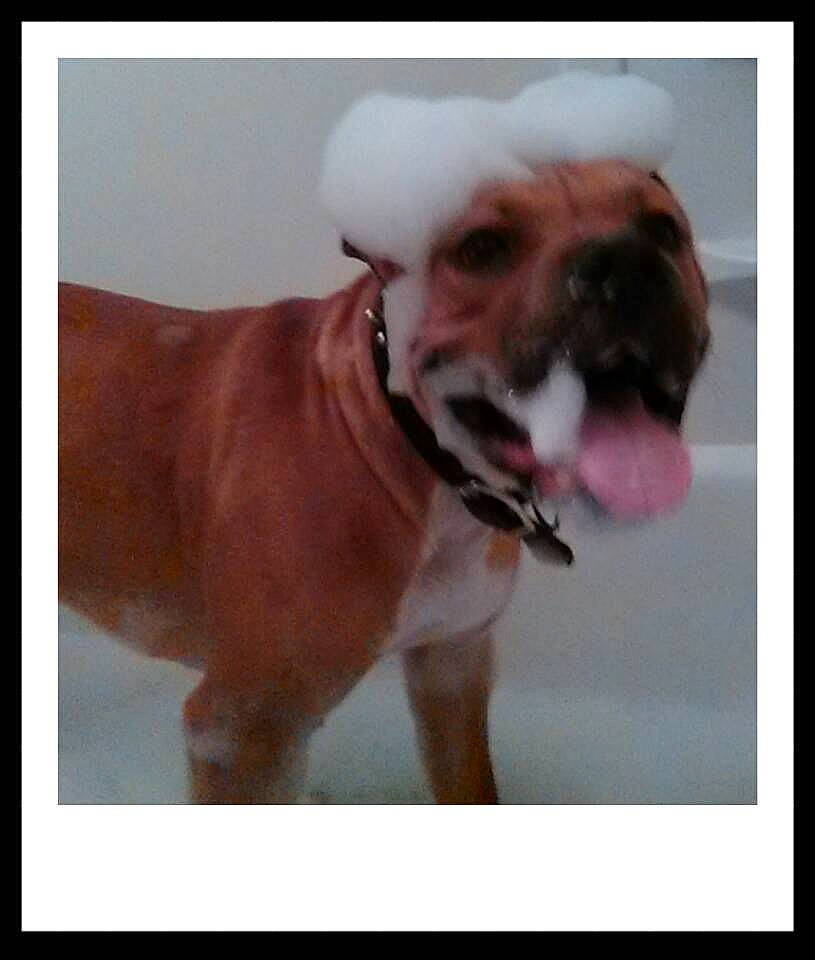 Negan joined the competition — help win amazing prizes! australian_bulldog, british_bulldogs, bulldog, canidae, carnivore, companion_dog, dog, dog_breed, fawn, mammal, mouth, non_sporting_group, nose, old_english_bulldog, olde_english_bulldogge, puppy_love, rare_breed_dog, snout, sporting_group, valley_bulldog