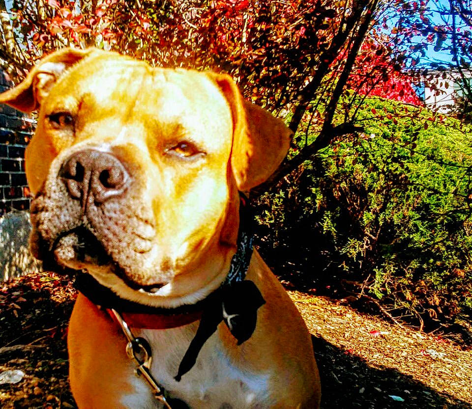 Negan joined the competition — help win amazing prizes! adventure, american_pit_bull_terrier, bandog, canidae, carnivore, companion_dog, dog, dog_breed, dog_collar, fawn, mammal, non_sporting_group, olde_english_bulldogge, pit_bull, rare_breed_dog, snout, sporting_group, vertebrate