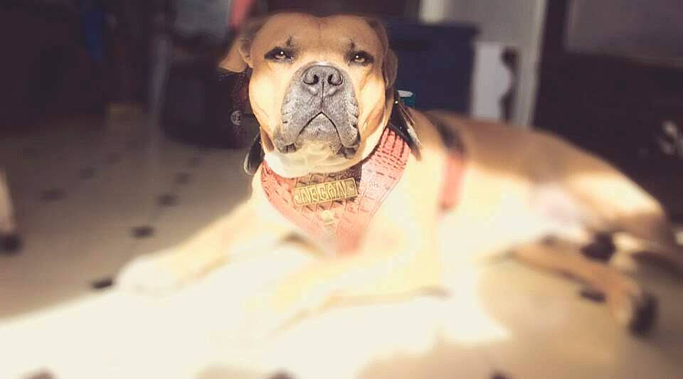 Negan joined the competition — help win amazing prizes! american_bulldog, american_pit_bull_terrier, boxer, bulldog, bullmastiff, canidae, carnivore, companion_dog, dog, dog_breed, ear, fawn, jaw, non_sporting_group, nose, olde_english_bulldogge, pit_bull, puppy, skin, snout