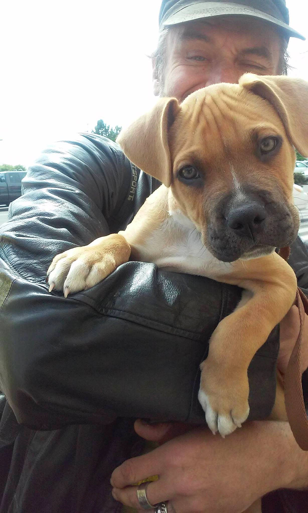 Negan is registered to the contest to win money with this photo: american_pit_bull_terrier, american_staffordshire_terrier, bullmastiff, canidae, carnivore, companion_dog, dog, dog_breed, fawn, mammal, molosser, non_sporting_group, pit_bull, puppy, puppy_love, rare_breed_dog, snout, sporting_group, staffordshire_bull_terrier, vertebrate