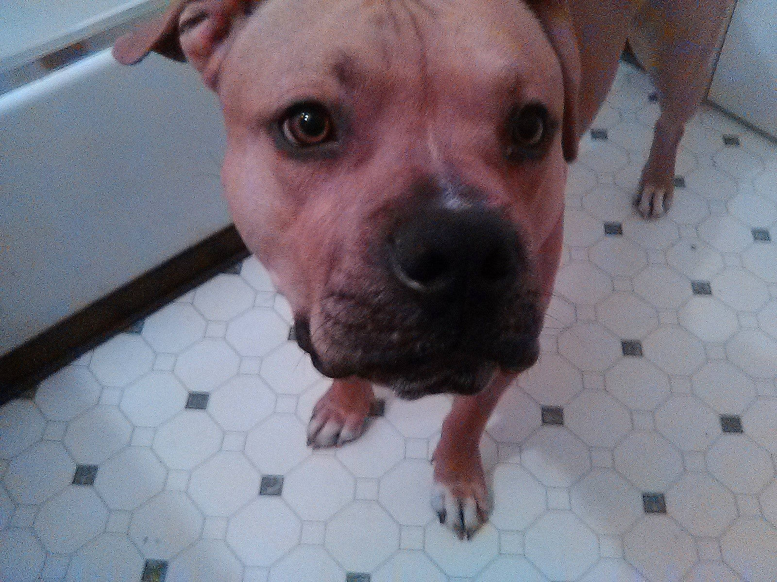 Negan joined the competition — help win amazing prizes! american_bulldog, american_pit_bull_terrier, american_staffordshire_terrier, canidae, carnivore, companion_dog, dog, dog_breed, fawn, mammal, non_sporting_group, nose, pit_bull, rare_breed_dog, skin, snout, sporting_group, staffordshire_bull_terrier, valley_bulldog, vertebrate