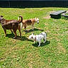 dog, grass, outdoor, sunlight, building, pet, animal, playground, yard, canine, brown_dog, white_dog, tan_dog, collar, daytime, nature, three_dogs, sniffing, play, companions