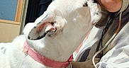 Una is registered to the contest to win money with this photo: dog, person, indoor, hoodie, white_dog, pink_collar, affection, nuzzle, face, casual, clothing, closet, hanger, home, candid, pet, animal, friendship, cute, playful