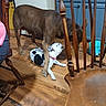 dog, dogs, wooden_floor, chair, kitchen, playful, pet, animal, indoor, brown_dog, white_dog, spotted_dog, collar, furniture, floor, cabinet, bucket, domestic, companions, interaction