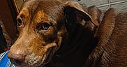 Pup Pup is registered to the contest to win money with this photo: dog, brown_dog, bed, striped_bedspread, indoor, furniture, dresser, snacks, can, window, curtains, room, pet, animal, closeup, resting, looking, sideways, domestic, comfortable