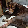 Pup Pup is registered to the contest to win money with this photo: dog, brown_dog, bed, resting, indoor, furniture, dresser, canine, animal, pet, relaxed, looking_back, paw, snout, ears, fur, home, room, sleepy, companion