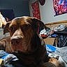 Pup Pup is registered to the contest to win money with this photo: dog, brown_dog, indoor, bed, blanket, clutter, poster, furniture, room, resting, canine, domestic_animal, pet, lying_down, cozy, messy, fabric, household_items, wall, comfort