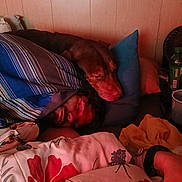 Pup Pup is registered to the contest to win money with this photo: man, dog, sleeping, bed, pillow, blanket, indoor, wooden_wall, resting, cozy, face, pet, comfort, casual, relaxation, human, animal, domestic, red_light, clothing