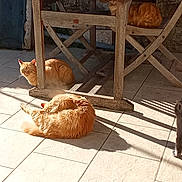 Garfield a rejoint le concours — aidez-le/la à gagner de superbes lots ! cat, cats, wooden_table, tile_floor, sunlight, shadow, outdoor, pet, animal, resting, curious, orange_cat, gray_cat, feline, relaxing, sunny_day, rustic, quiet, domestic_animal, nature