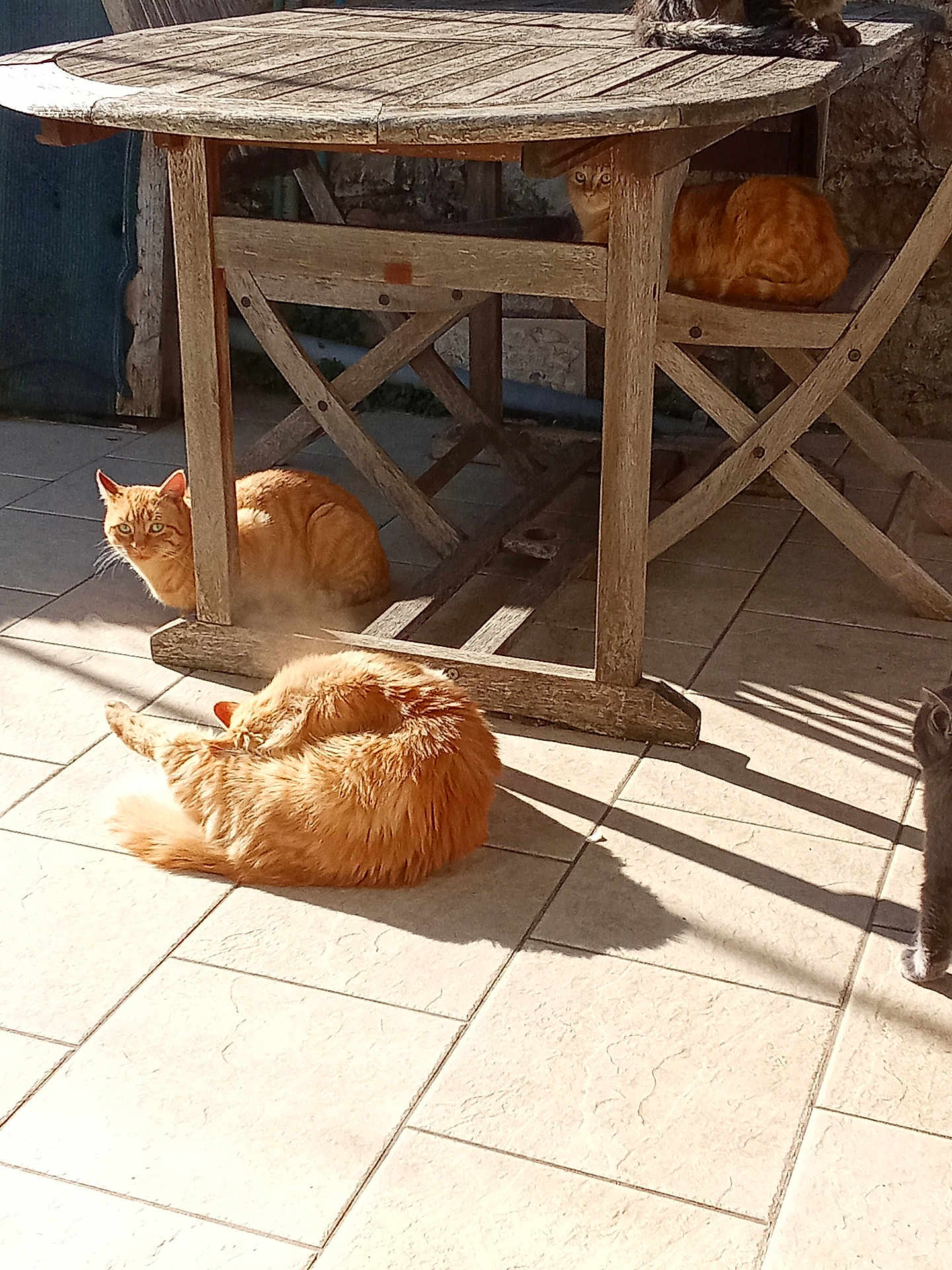 Garfield a rejoint le concours — aidez-le/la à gagner de superbes lots ! cat, cats, wooden_table, tile_floor, sunlight, shadow, outdoor, pet, animal, resting, curious, orange_cat, gray_cat, feline, relaxing, sunny_day, rustic, quiet, domestic_animal, nature
