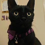 Charlie is registered to the contest to win money with this photo: black_cat, cat, pet, indoor, collar, bell, purple_collar, whiskers, ears, eyes, feline, portrait, close_up, animal, domestic_cat, looking_away, cute, mammal, indoor_lighting, household