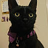 black_cat, cat, pet, indoor, collar, bell, purple_collar, whiskers, ears, eyes, feline, portrait, close_up, animal, domestic_cat, looking_away, cute, mammal, indoor_lighting, household