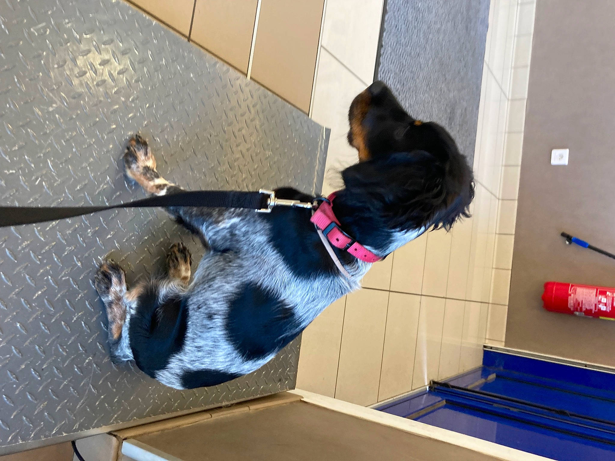 Unaya a rejoint le concours — aidez-le/la à gagner de superbes lots ! canidae, carnivore, collar, companion_dog, dog, dog_breed, dog_collar, dog_supply, fawn, floor, flooring, fur, leash, pet_supply, snout, sporting_group, tail, working_animal, working_dog