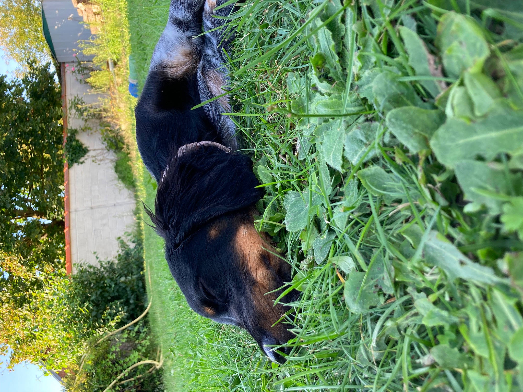 Unaya a rejoint le concours — aidez-le/la à gagner de superbes lots ! adaptation, botany, branch, carnivore, dog_breed, grass, grass_family, groundcover, leaf, organism, plant, snout, sporting_group, tail, terrestrial_animal, terrestrial_plant, tree, trunk, twig, vegetation