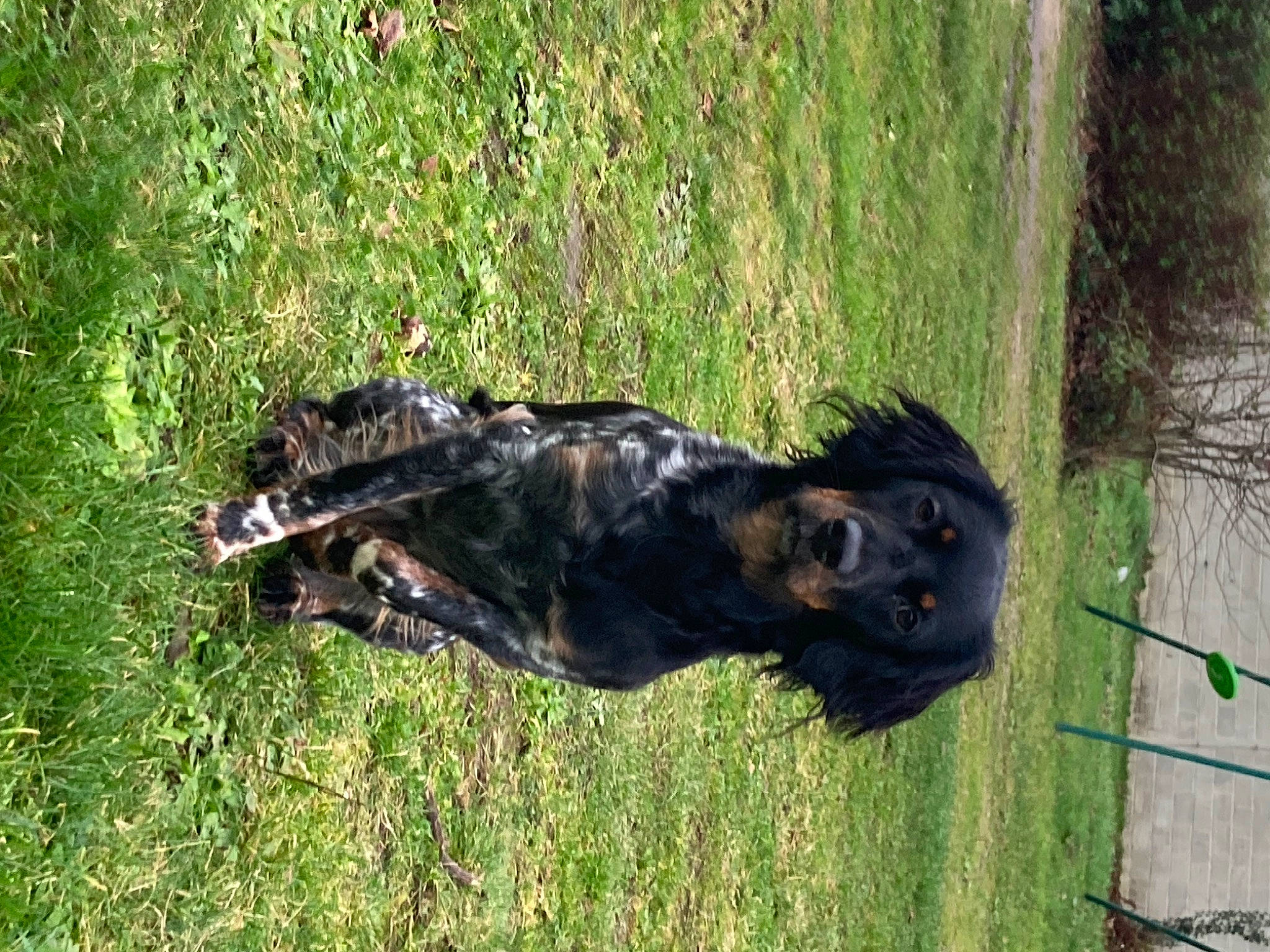 Unaya participe au concours pour gagner de l'argent avec cette photo : canidae, carnivore, dog, dog_breed, fence, grass, grass_family, grassland, guard_dog, pasture, plant, rottweiler, snout, sporting_group, tail, terrestrial_animal, tree, trunk, wood, working_animal