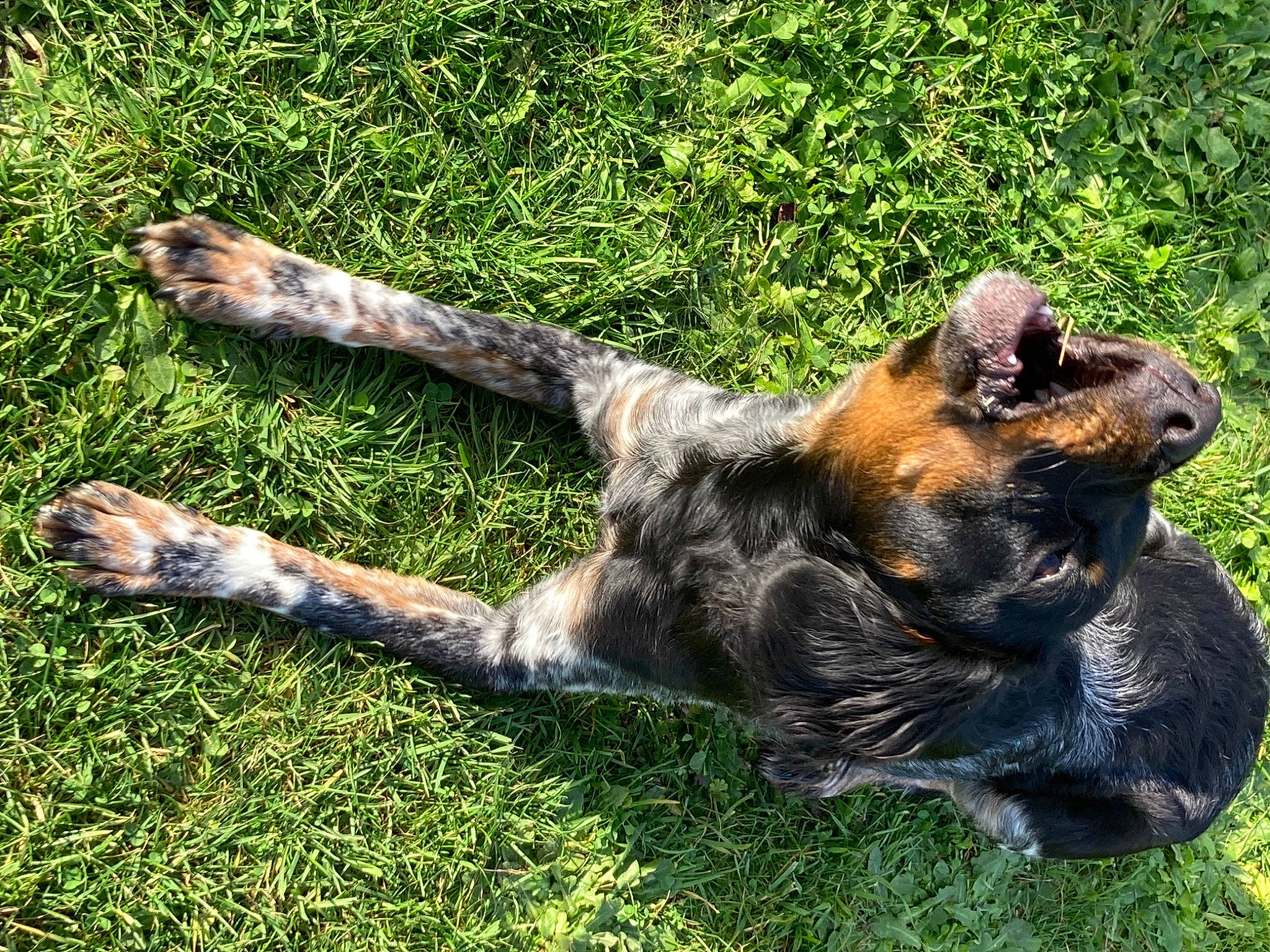 Unaya participe au concours pour gagner de l'argent avec cette photo : australian_cattle_dog, canidae, carnivore, cimarron_uruguayo, companion_dog, dog, dog_breed, fawn, grass, groundcover, guard_dog, herding_dog, old_german_shepherd_dog, plant, snout, sporting_group, tail, terrestrial_animal, working_dog