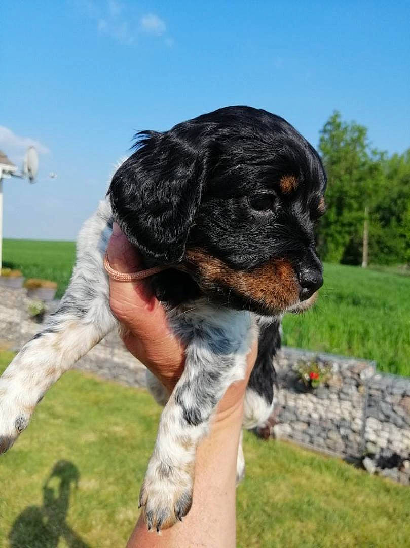 Unaya a rejoint le concours — aidez-le/la à gagner de superbes lots ! canidae, carnivore, cloud, companion_dog, dog, dog_breed, fur, grass, gun_dog, hunting_dog, king_charles_spaniel, puppy, sky, snout, spaniel, sporting_group, tail, toy_dog, tree, working_dog