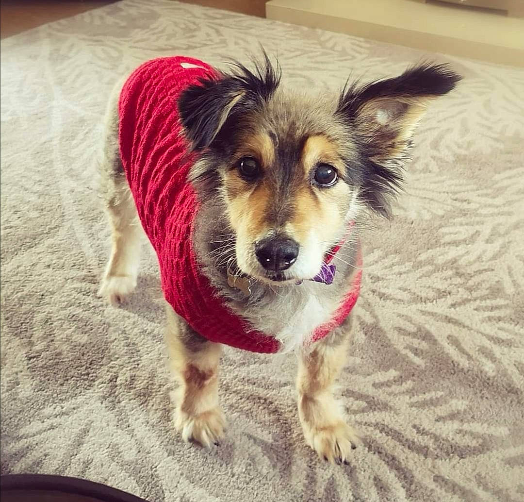 Roxy joined the competition — help win amazing prizes! canidae, carnivore, companion_dog, dog, dog_breed, dog_clothes, dog_supply, eye, fawn, flooring, fur, happy, paw, puppy_love, small_terrier, snout, sporting_group, terrier, toy_dog, whiskers