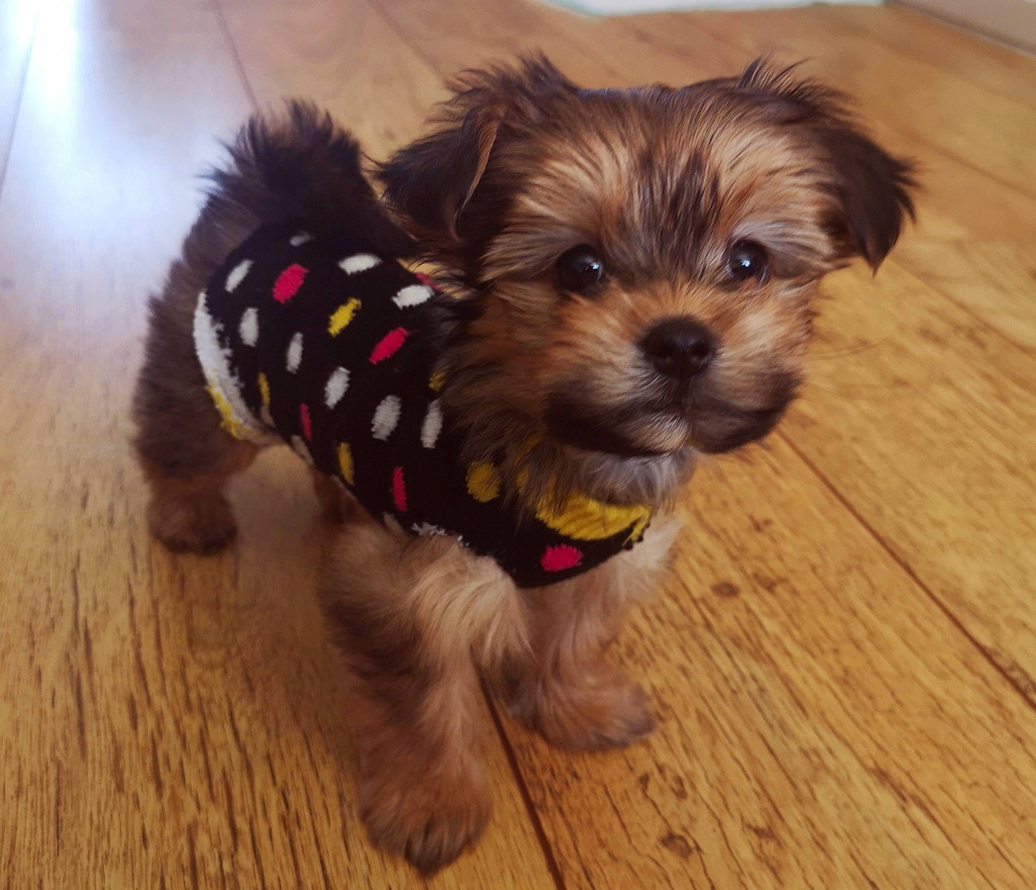 Rosie is registered to the contest to win money with this photo: canidae, carnivore, collar, companion_dog, dog, dog_breed, dog_clothes, dog_collar, dog_supply, fawn, flooring, fur, liver, pet_supply, snout, sporting_group, toy_dog, wood, working_animal, yorkshire_terrier