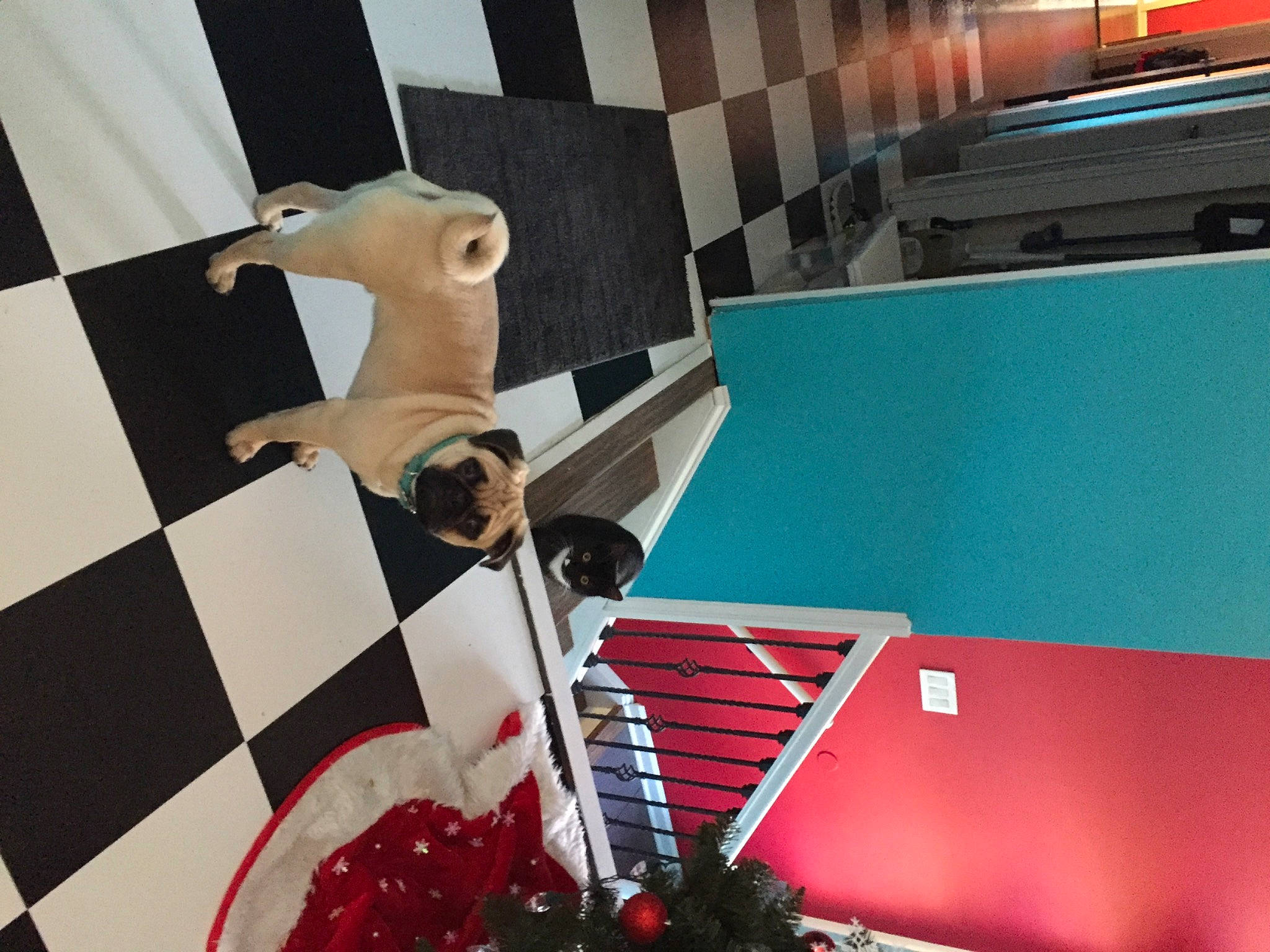 Sprinkles joined the competition — help win amazing prizes! animation, art, automotive_design, carmine, flooring, font, fun, games, human_leg, indoor_games_and_sports, interior_design, machine, pattern, photograph, recreation, room, snapshot, toy, visual_arts, wood