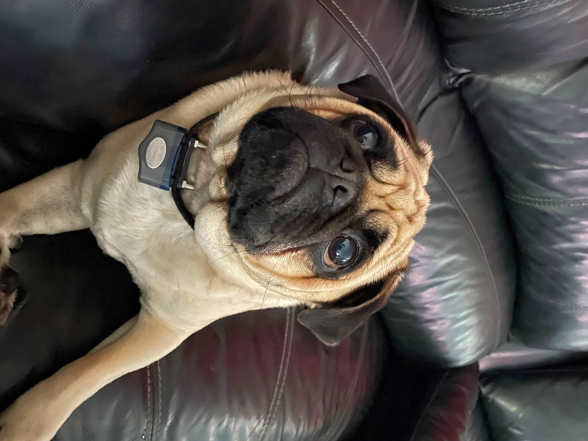 Sprinkles is registered to the contest to win money with this photo: auto_part, canidae, carnivore, collar, comfort, companion_dog, dog, dog_breed, dog_collar, eyewear, fawn, fur, pug, snout, sporting_group, sunglasses, toy_dog, whiskers, working_animal, wrinkle