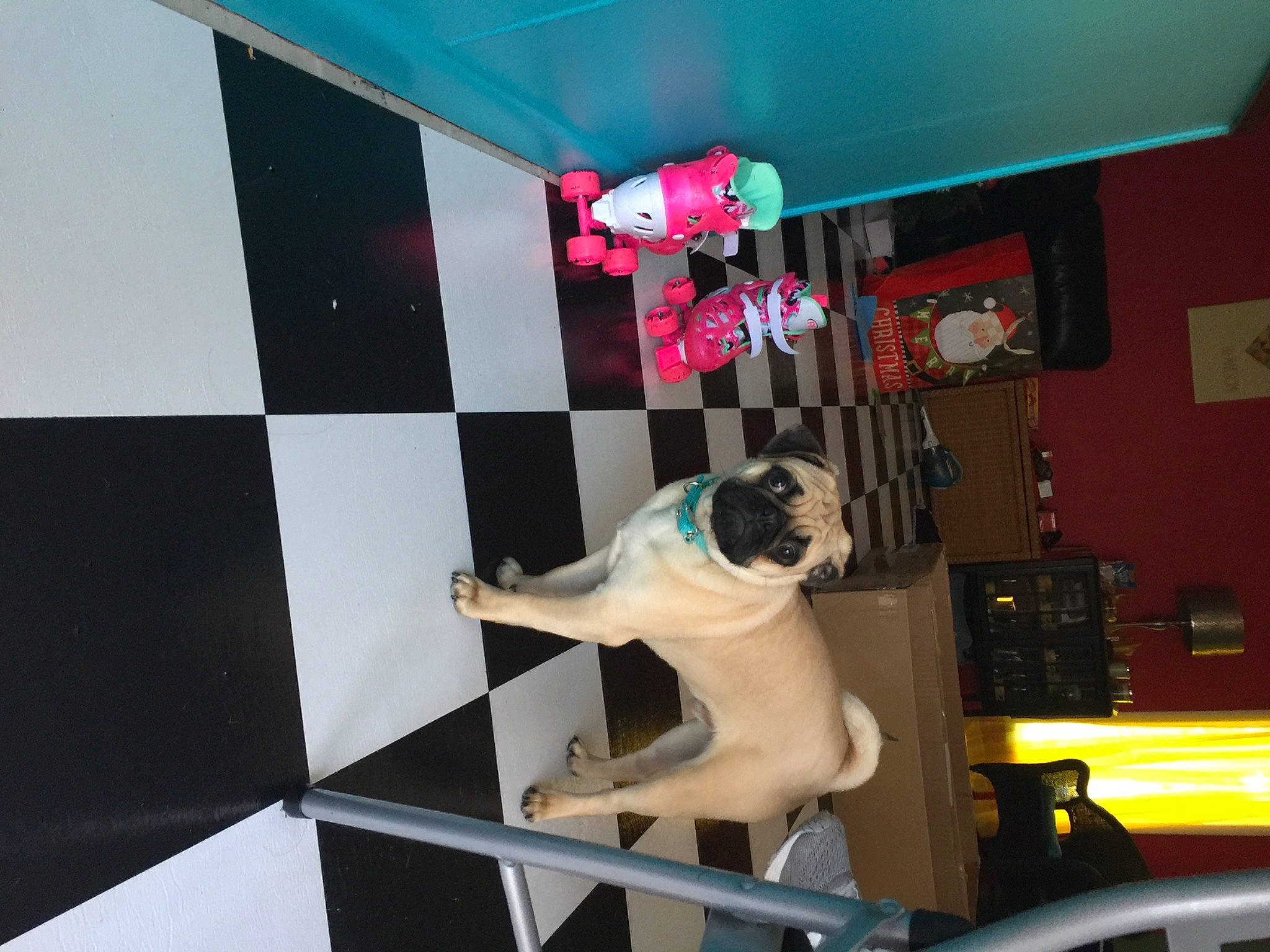 Sprinkles joined the competition — help win amazing prizes! animation, art, automotive_design, building, canidae, carnivore, ceiling, companion_dog, dog, dog_breed, fawn, flooring, house, machine, magenta, non_sporting_group, pattern, pug, room, visual_arts