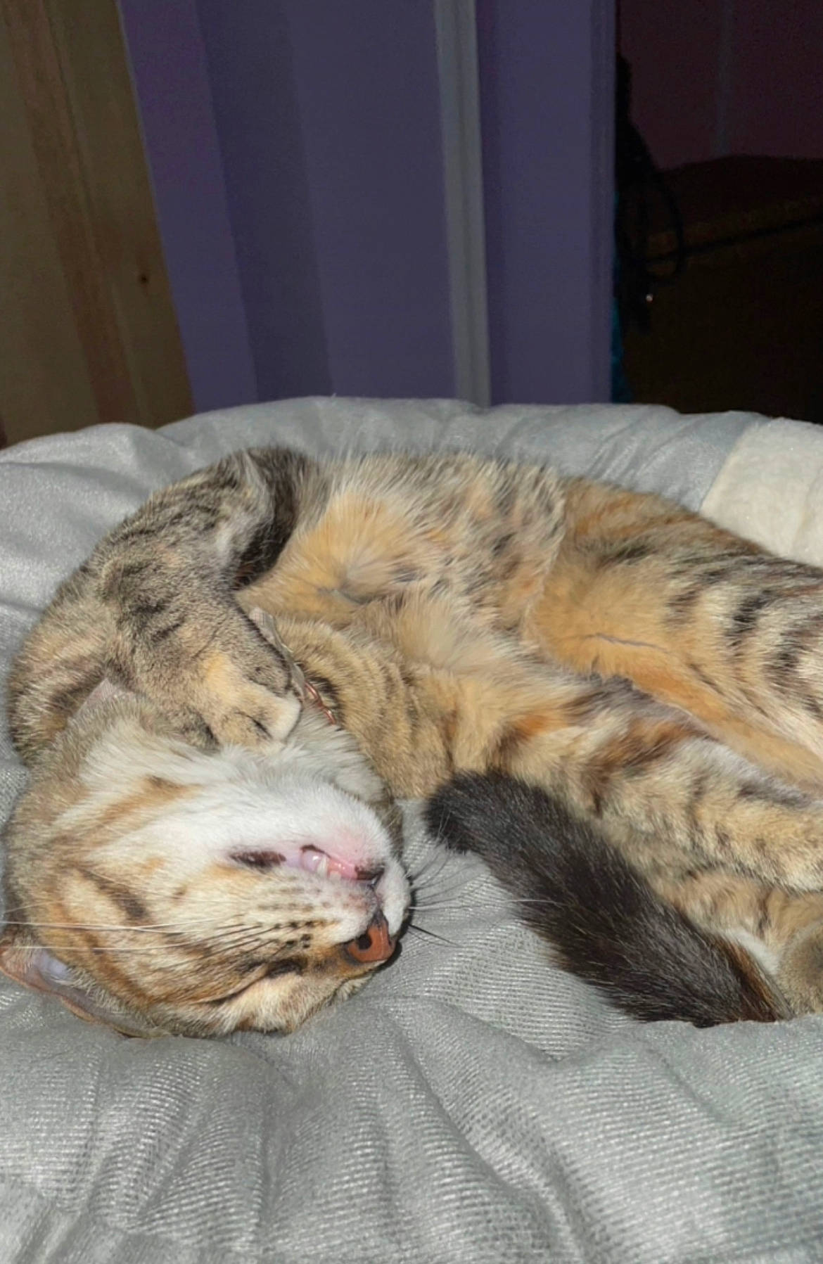 Luna joined the competition — help win amazing prizes! bed, carnivore, cat, claw, comfort, domestic_short_haired_cat, fawn, felidae, fur, nap, paw, sleep, small_to_medium_sized_cats, snout, tail, terrestrial_animal, whiskers