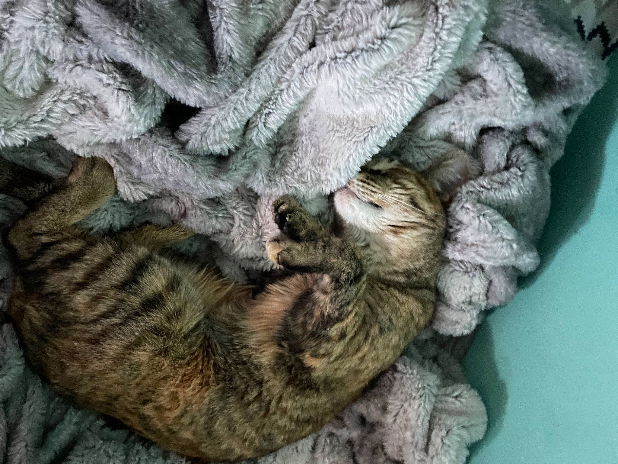 Luna joined the competition — help win amazing prizes! carnivore, cat, claw, domestic_short_haired_cat, fawn, felidae, fur, nap, pattern, paw, rope, sleep, small_to_medium_sized_cats, tail, thread, tree, whiskers, wood, wool, woolen