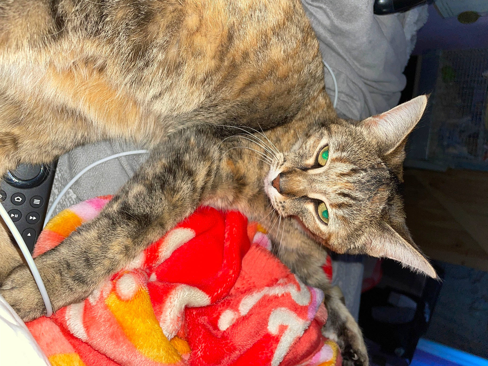 Luna is registered to the contest to win money with this photo: carnivore, cat, claw, comfort, domestic_short_haired_cat, fawn, felidae, fur, lap, nap, pattern, paw, sleep, small_to_medium_sized_cats, snout, tail, terrestrial_animal, whiskers