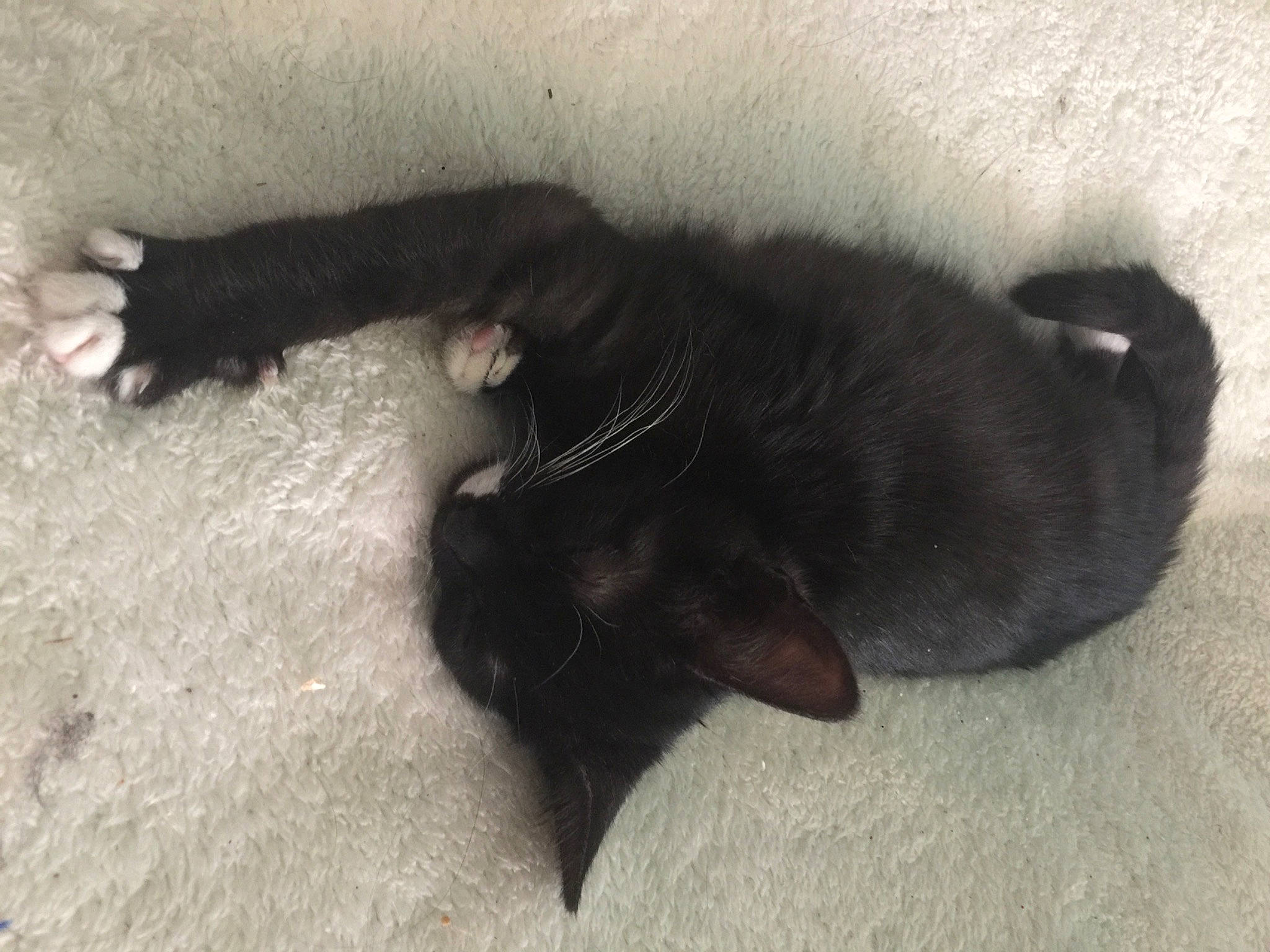 Moonlight joined the competition — help win amazing prizes! black_cat, carnivore, cat, claw, comfort, dog_breed, felidae, fur, mammal, paw, small_to_medium_sized_cats, sporting_group, tail, terrestrial_animal, vertebrate, whiskers