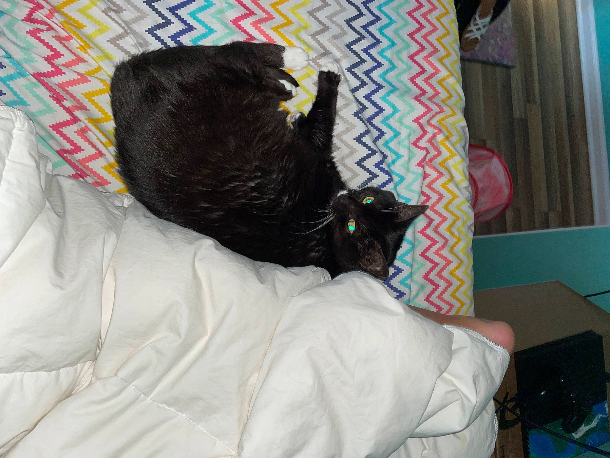 Moonlight joined the competition — help win amazing prizes! bag, bed, bedding, bedroom, black_cat, carnivore, cat, comfort, curtain, domestic_short_haired_cat, felidae, fur, grey, linens, pet_supply, room, small_to_medium_sized_cats, tail, textile, whiskers