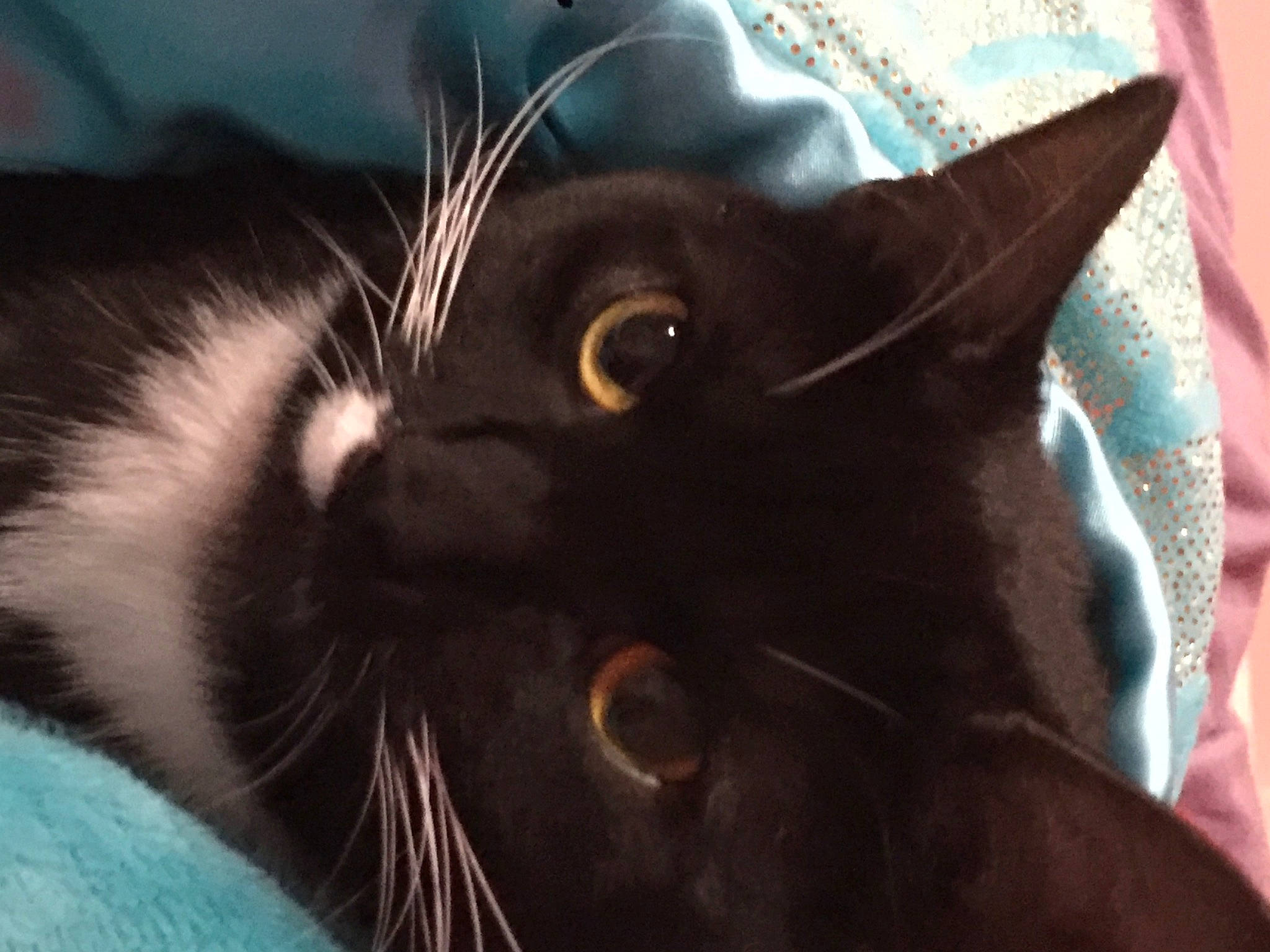 Moonlight joined the competition — help win amazing prizes! black_cat, carnivore, cat, close_up, domestic_short_haired_cat, ear, felidae, fur, plant, small_to_medium_sized_cats, snout, whiskers
