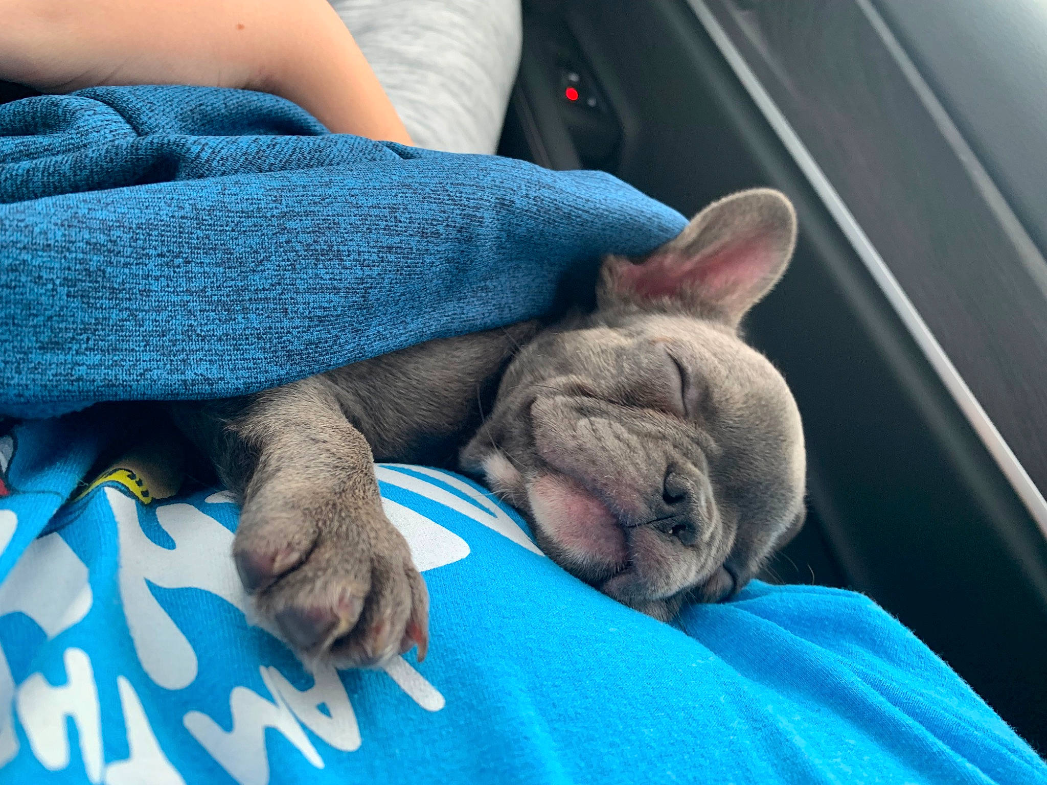 Frenchie is registered to the contest to win money with this photo: carnivore, comfort, ear, electric_blue, fawn, felidae, fur, gesture, human_leg, mammal, nap, rabbit, rabbits_and_hares, sleep, small_to_medium_sized_cats, terrestrial_animal, vehicle_door, vertebrate, whiskers, wrinkle