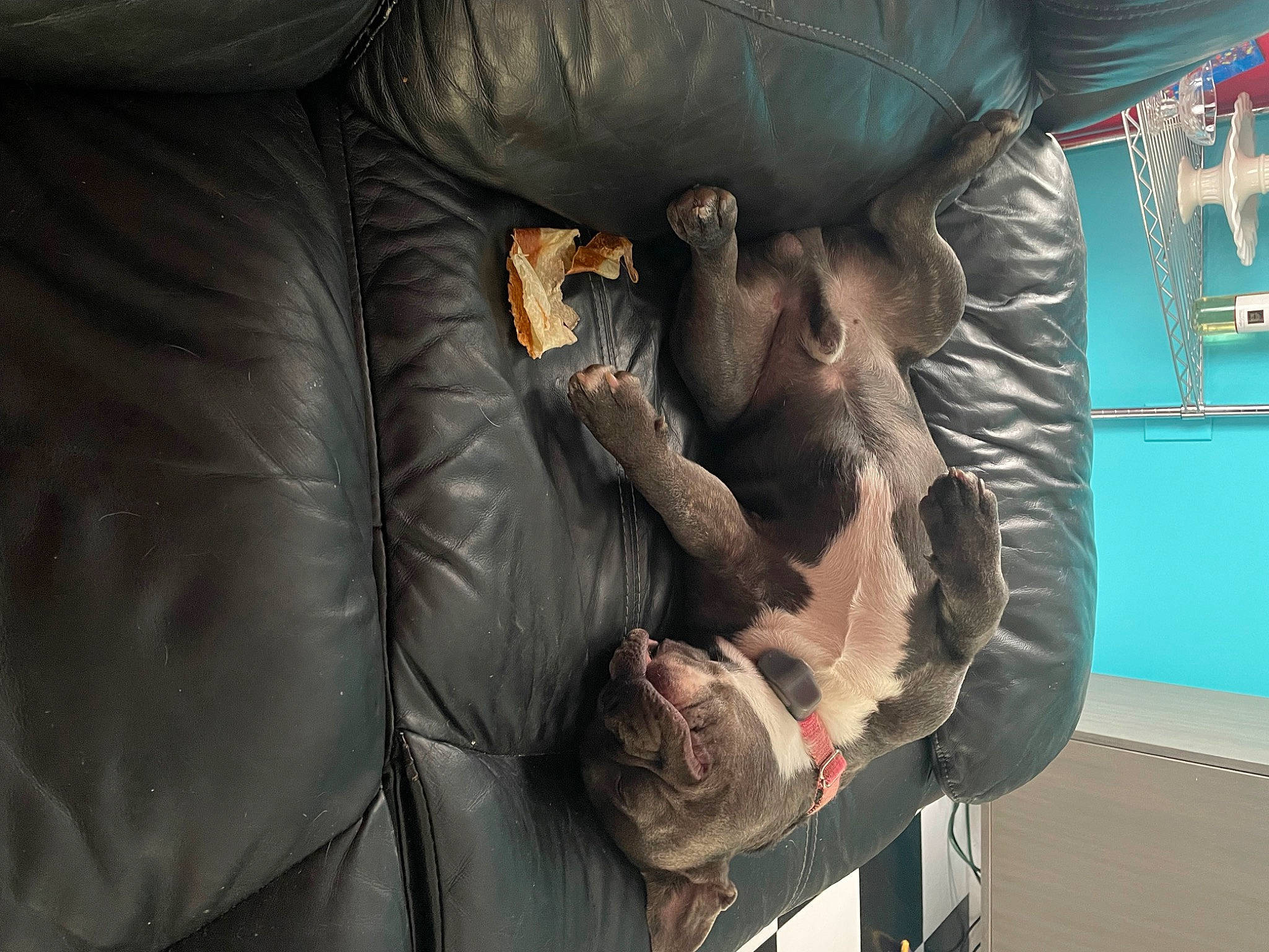 Frenchie joined the competition — help win amazing prizes! art, bean_bag, comfort, dog_breed, flesh, fur, metal, personal_protective_equipment, sculpture