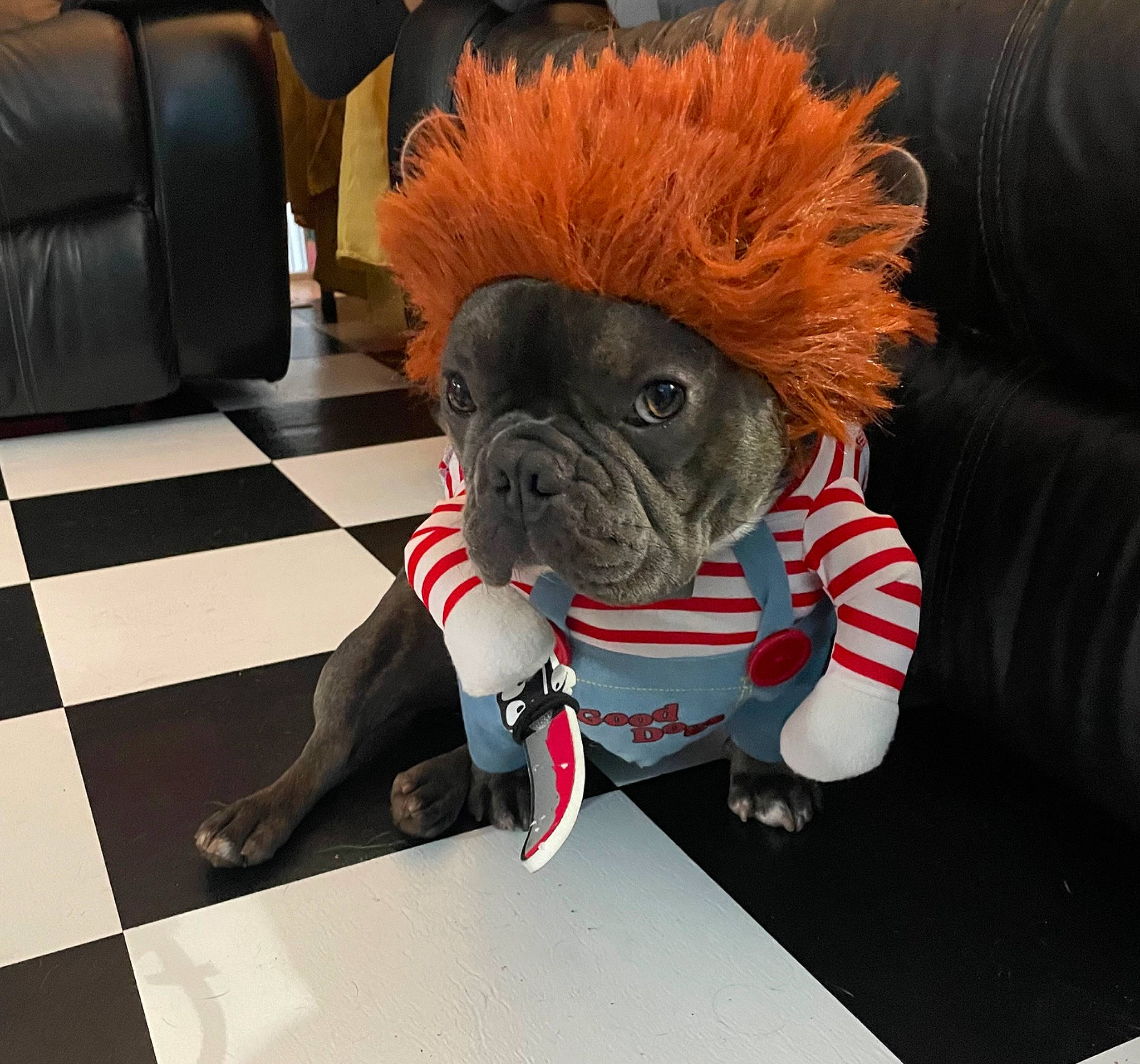 Frenchie joined the competition — help win amazing prizes! canidae, carmine, carnivore, chair, companion_dog, dog, dog_breed, dog_clothes, dog_supply, fawn, floor, flooring, fur, personal_protective_equipment, shoe, snout, sporting_group, toy_dog, whiskers, working_animal