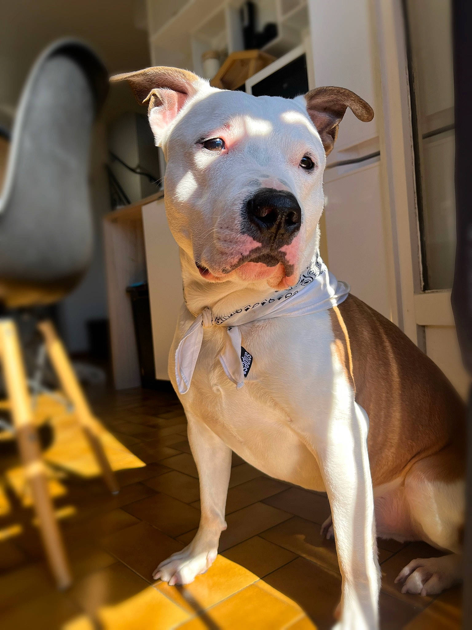 Daly a rejoint le concours — aidez-le/la à gagner de superbes lots ! canidae, carnivore, chair, collar, companion_dog, couch, dog, dog_breed, dog_collar, dog_supply, fawn, fur, guard_dog, non_sporting_group, pet_supply, snout, sporting_group, whiskers, working_animal, working_dog