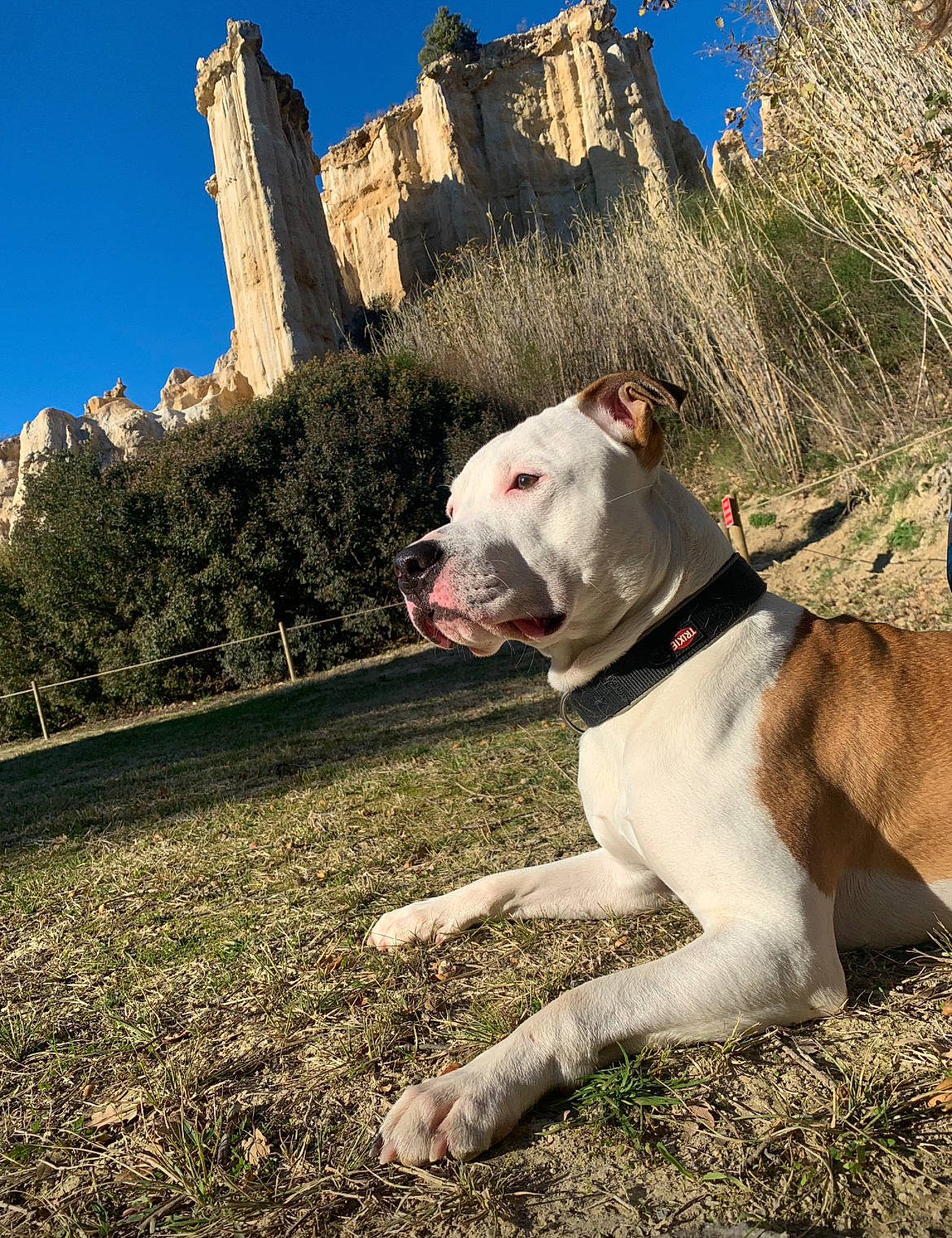 Daly participe au concours pour gagner de l'argent avec cette photo : adventure, building, canidae, carnivore, collar, companion_dog, dog, dog_breed, dog_collar, fawn, grass, grassland, landscape, plant, sky, snout, terrestrial_animal, travel, tree, working_animal