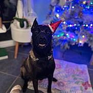 Vegas participe au concours pour gagner de l'argent avec cette photo : animal, black_dog, blanket, christmas_tree, colorful, cute, decorations, dog, festive, floor, furniture, holiday, indoor, lights, pet, plant, pot, santa_hat, smiling, tile_floor