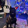animal, black_dog, blanket, christmas_tree, colorful, cute, decorations, dog, festive, floor, furniture, holiday, indoor, lights, pet, plant, pot, santa_hat, smiling, tile_floor