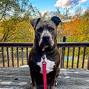 Trouble is registered to the contest to win money with this photo: dog, leash, wooden_table, outdoor, autumn, trees, blue_sky, clouds, fence, patio, pet, canine, sitting, nature, fall_foliage, animal, portrait, daylight, backyard, calm