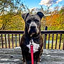 dog, leash, wooden_table, outdoor, autumn, trees, blue_sky, clouds, fence, patio, pet, canine, sitting, nature, fall_foliage, animal, portrait, daylight, backyard, calm