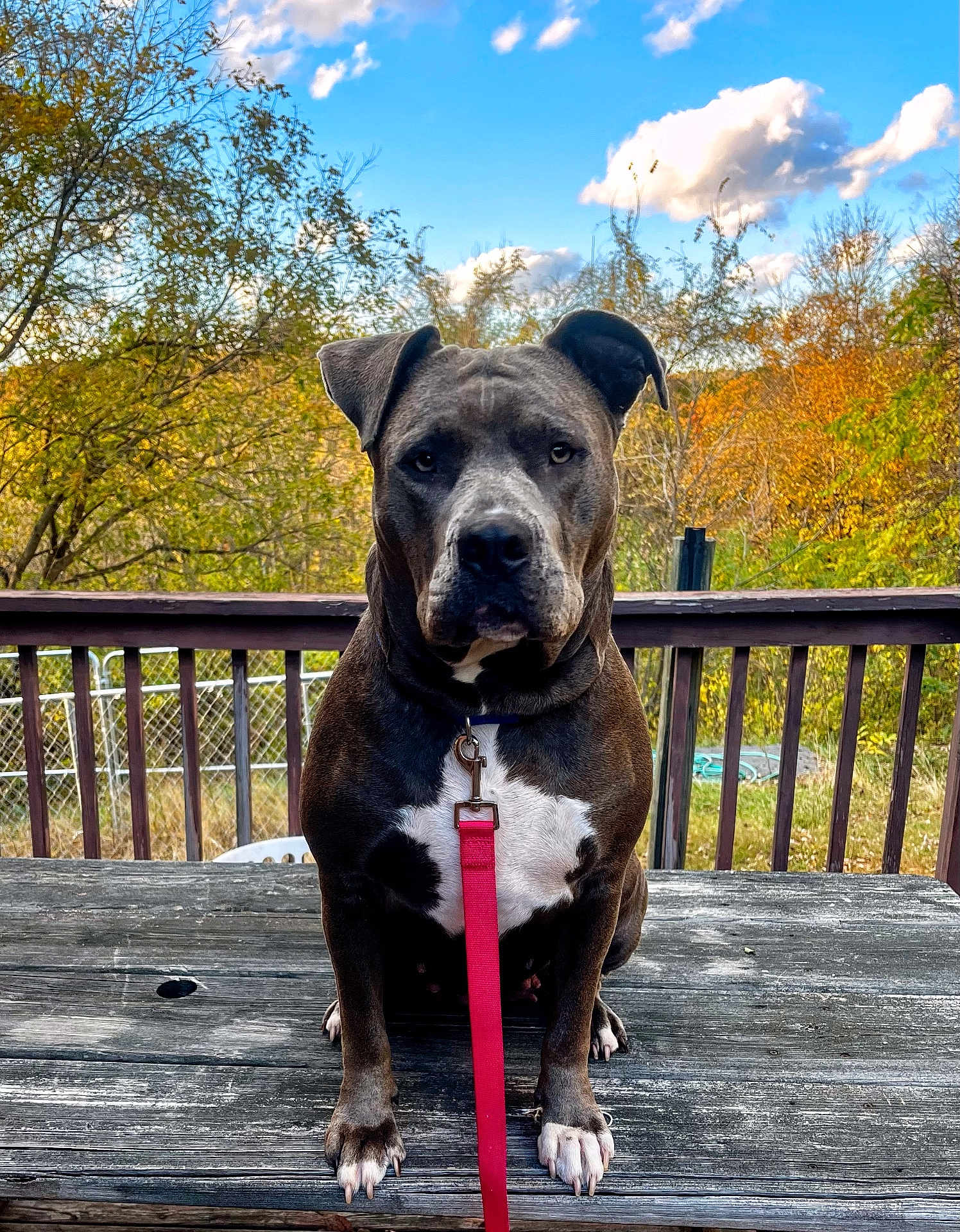 Trouble is registered to the contest to win money with this photo: dog, leash, wooden_table, outdoor, autumn, trees, blue_sky, clouds, fence, patio, pet, canine, sitting, nature, fall_foliage, animal, portrait, daylight, backyard, calm