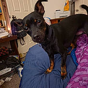 Luke joined the competition — help win amazing prizes! dog, black_and_tan, small_dog, standing, bed, bedroom, pet, animal, pointed_ears, floppy_ear, collar, shiny_eyes, curious, head_tilt, indoor, home, blanket, pillow, furniture, portrait