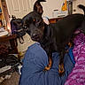 dog, black_and_tan, small_dog, standing, bed, bedroom, pet, animal, pointed_ears, floppy_ear, collar, shiny_eyes, curious, head_tilt, indoor, home, blanket, pillow, furniture, portrait