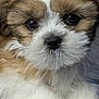 Charlie joined the competition — help win amazing prizes! puppy, dog, close_up, fluffy, brown_and_white, cute, pet, animal, fur, face, nose, eyes, paw, resting, indoor, texture, soft, adorable, young, companion