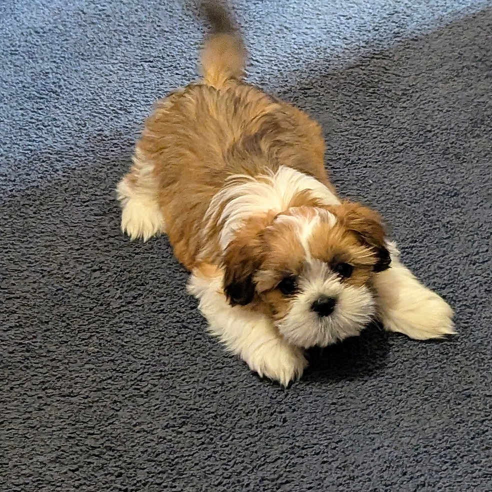 Charlie is registered to the contest to win money with this photo: adorable, animal, brown, carpet, companion, cute, dog, domestic_animal, fluffy, friendly, fur, indoor, lying_down, pet, playful, puppy, small, tail, white, young