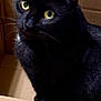 Bmo joined the competition — help win amazing prizes! cat, black_cat, cardboard_box, pet, animal, feline, indoor, curious, yellow_eyes, whiskers, fur, close_up, cute, domestic_animal, looking, sitting, box, portrait, mammal, alert