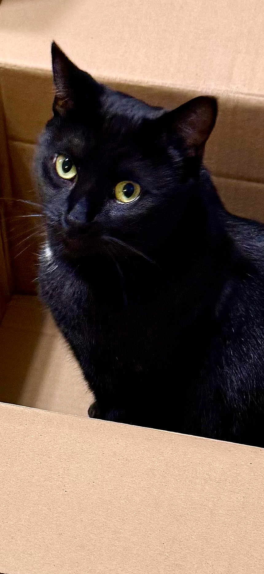 Bmo joined the competition — help win amazing prizes! cat, black_cat, cardboard_box, pet, animal, feline, indoor, curious, yellow_eyes, whiskers, fur, close_up, cute, domestic_animal, looking, sitting, box, portrait, mammal, alert